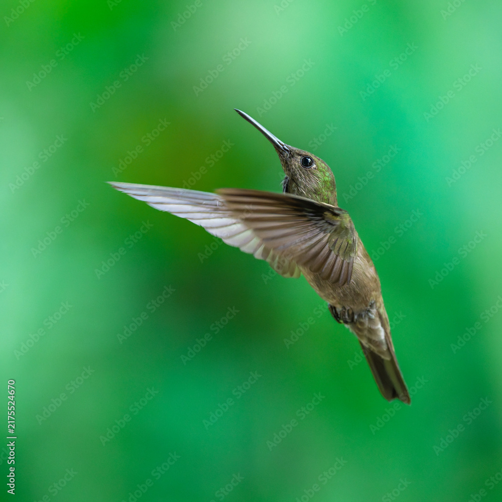Fototapeta premium A stunning hummingbird Sombre Hummingbird hovering in mid-air to feed on bright red and yellow tropical flowers, set against a smooth green background in Brazil.