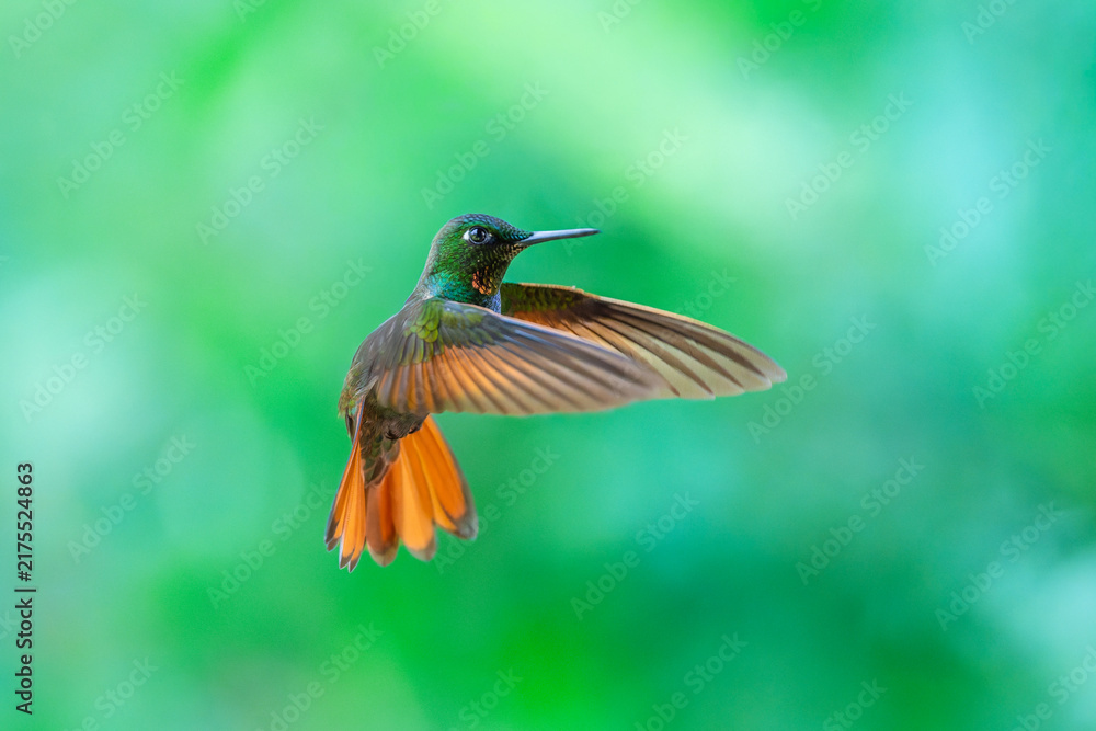 Fototapeta premium Brazilian Ruby hummingbird (Heliodoxa rubricauda) hovering in mid-air with outstretched wings, showcasing its green body, coppery-rufous tail, and flashing ruby throat against a natural background.