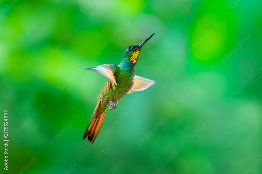 Obraz premium Brazilian Ruby hummingbird (Heliodoxa rubricauda) hovering in mid-air with outstretched wings, showcasing its green body, coppery-rufous tail, and flashing ruby throat against a natural background.