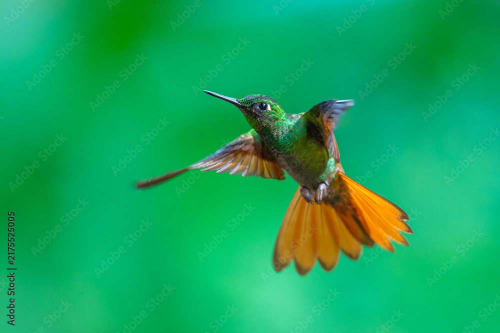 Fototapeta premium MasterClass photo. Brazilian Ruby (Clytolaema rubricauda) hummingbird captured in mid-flight hovering with its wings spread, set against a green bokeh background in the Atlantic Forest of Brazil.