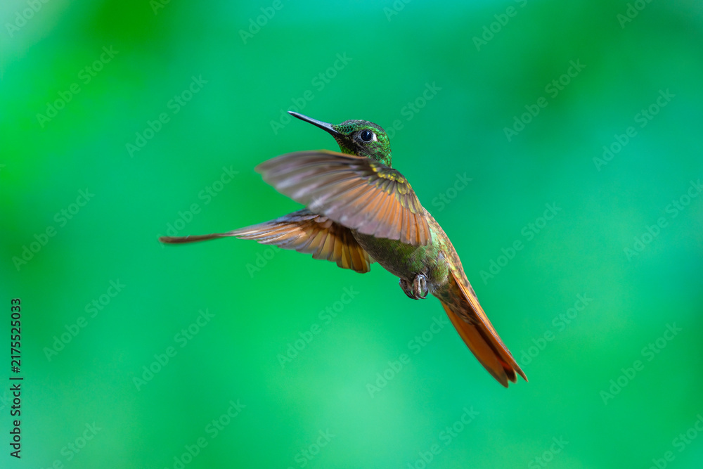 Obraz premium Brazilian Ruby hummingbird (Heliodoxa rubricauda) hovering in mid-air with outstretched wings, showcasing its green body, coppery-rufous tail, and flashing ruby throat against a natural background.