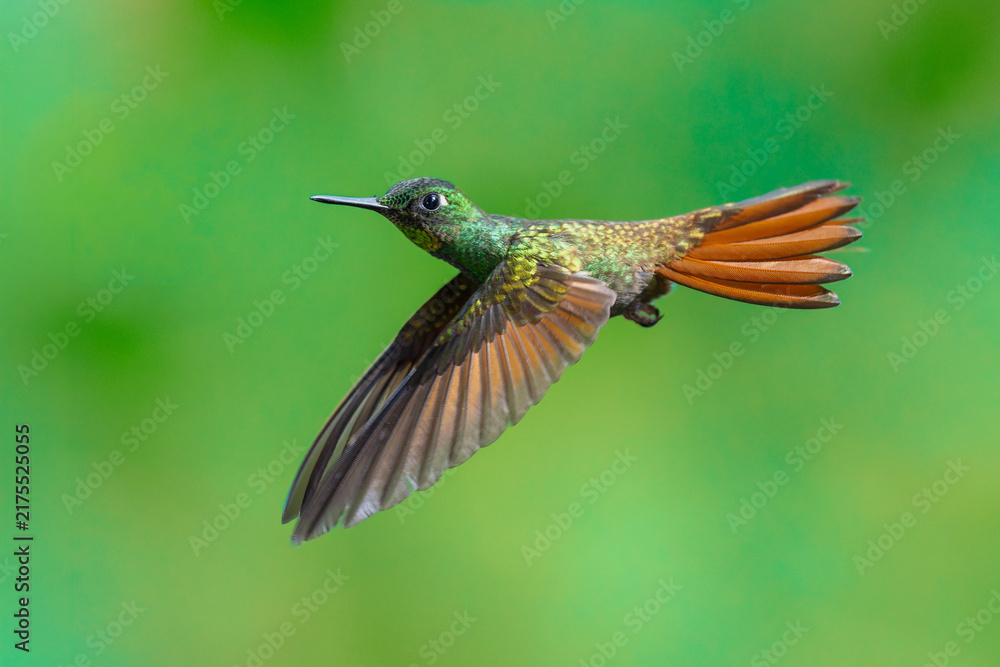 Obraz premium Brazilian Ruby hummingbird (Heliodoxa rubricauda) hovering in mid-air with outstretched wings, showcasing its green body, coppery-rufous tail, and flashing ruby throat against a natural background.