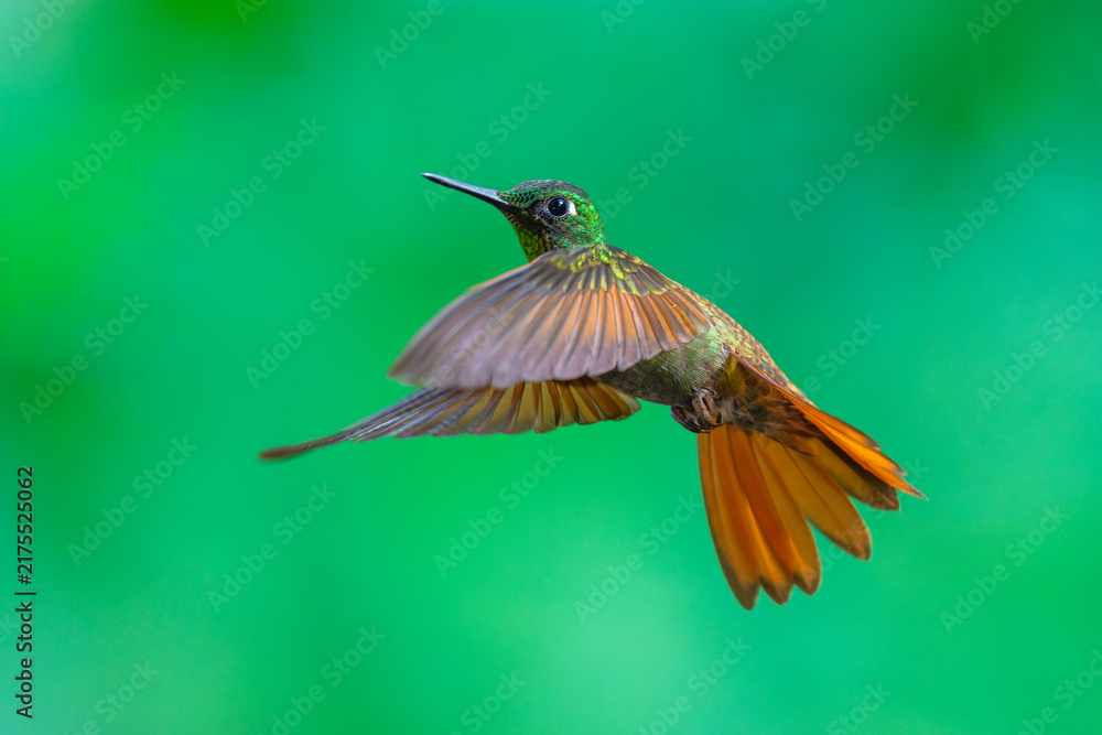 Fototapeta premium MasterClass photo. Brazilian Ruby (Clytolaema rubricauda) hummingbird captured in mid-flight hovering with its wings spread, set against a green bokeh background in the Atlantic Forest of Brazil.