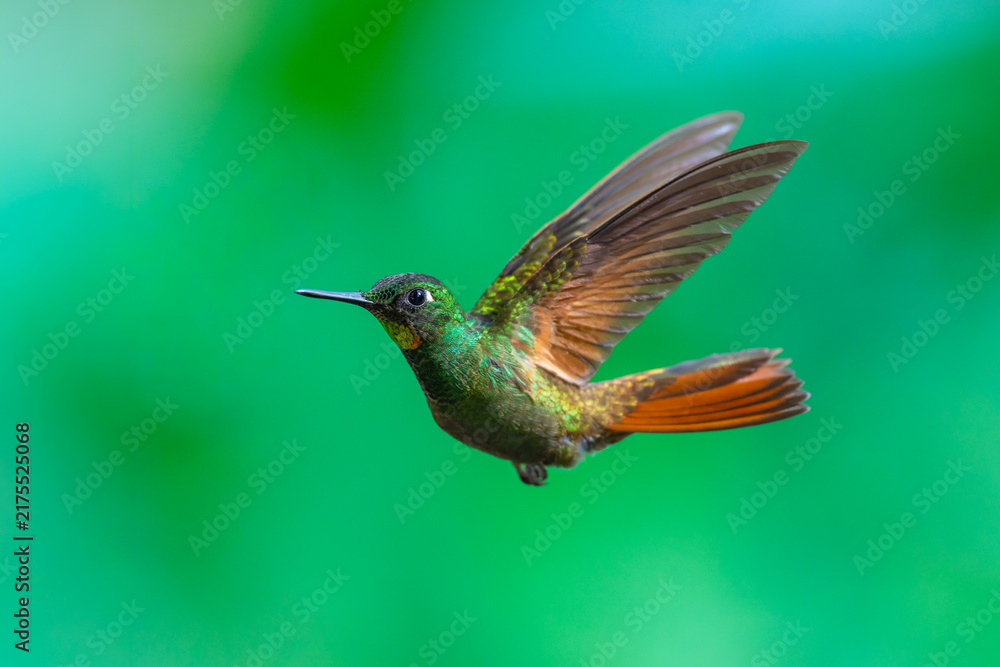 Obraz premium Brazilian Ruby hummingbird (Heliodoxa rubricauda) hovering in mid-air with outstretched wings, showcasing its green body, coppery-rufous tail, and flashing ruby throat against a natural background.
