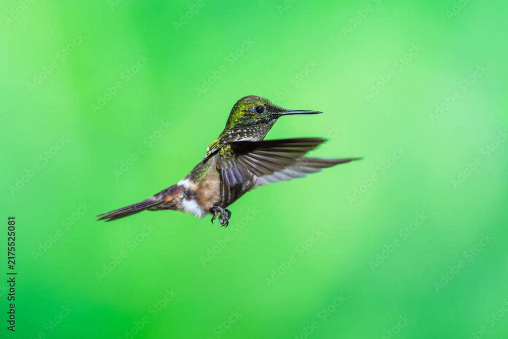 Obraz premium Masterclass photo. Festive Coquette (Lophornis chalybeus) hummingbird captured in mid-flight hovering against a vibrant green bokeh background in the Atlantic Forest of Brazil.