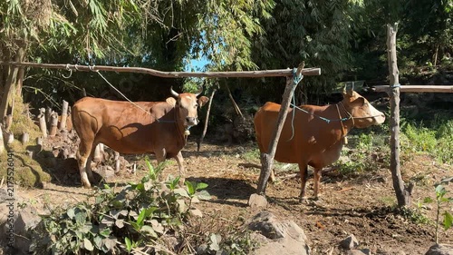 Cattle Grazing in a Rural Farm Setting