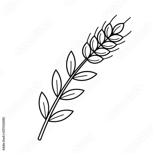 Wheat stalk with leaves, line art