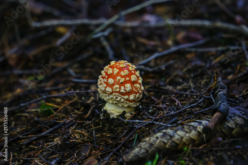 Фотография fly agaric mushroom