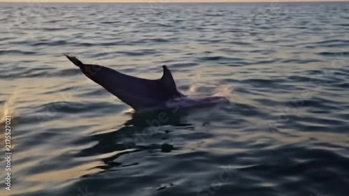 Wild Dolphin Swimming in Open Ocean Waters at Sunset with Scenic Rippled Waves and Natural Marine Wildlife Environment