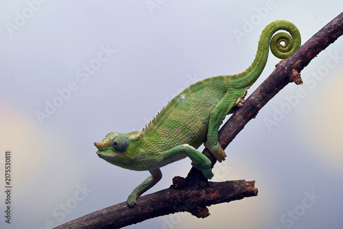 Female Fischer's chameleon walking on a tree branch