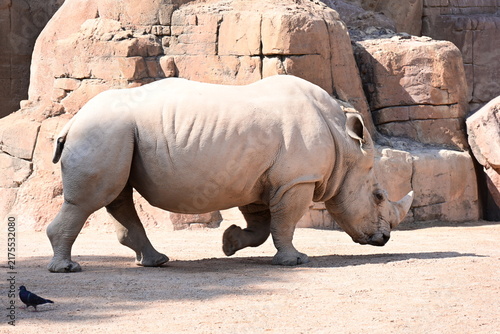 Cuadro en lienzo white rhinoceros resting with cattle egrets in zoo, white rhinoceros resting on sandy ground with cattle egrets nearby in a modern zoo habitat