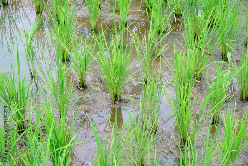 Obraz premium paddy in paddy field