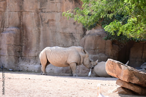 Foto white rhinoceros resting with cattle egrets in zoo, white rhinoceros resting on sandy ground with cattle egrets nearby in a modern zoo habitat