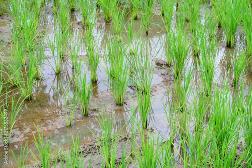 Plakat paddy in paddy field