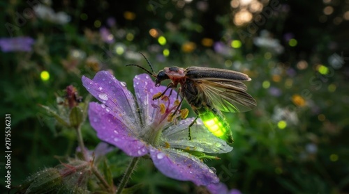 A glowing firefly resting on a purple geranium flower at night in a garden with bioluminescent firefly glowing abdomen perches wet purple flower dark garden close up bioluminescence illuminated