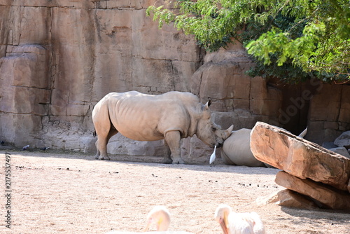 Bild auf Leinwand white rhinoceros resting with cattle egrets in zoo, white rhinoceros resting on sandy ground with cattle egrets nearby in a modern zoo habitat