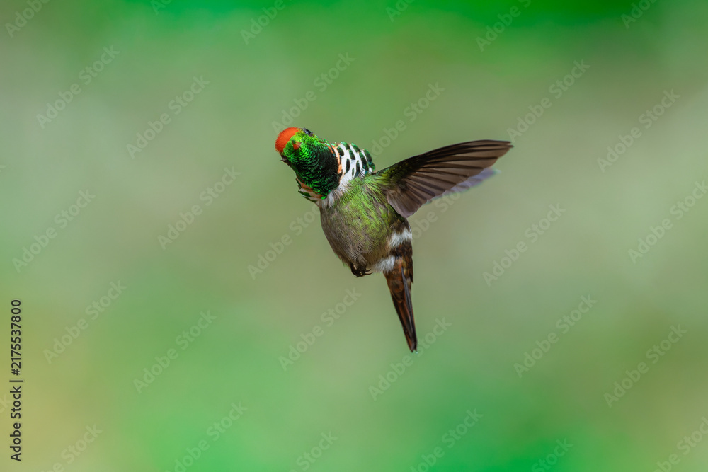 Fototapeta premium Frilled Coquette (Lophornis magnificus) hummingbird captured in mid-flight hovering with wings spread, showcasing its vibrant rufous crest and decorative neck ruff against a green bokeh background.