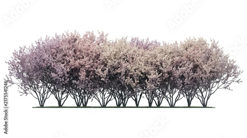 Une haie dense de cerisiers en fleurs roses isolée sur un fond blanc pur, idéale pour l'aménagement paysager, le design architectural et les projets de jardinage printanier.