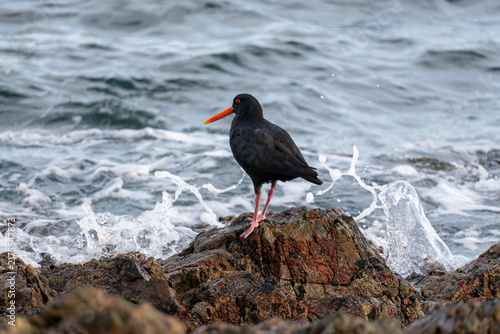 Bild auf Leinwand Oystercatcher(tōrea pango) on rock