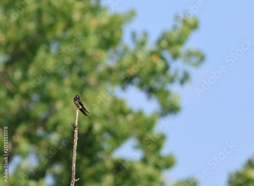 Photography Barn Swallow Perched on Bare Branch with Natural Copy Space
