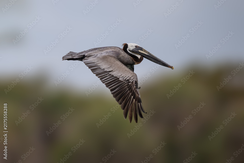 Obraz premium Brown pelican flying low above the water with outstretched wings in its natural coastal habitat.