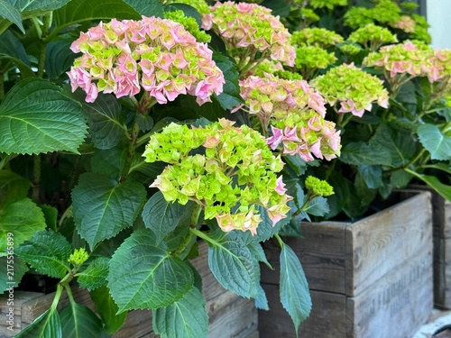 Bild auf Leinwand Hydrangea macrophylla pink green bigleaf hortensia