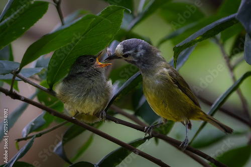 Foto Parent Javan Heleia Nourishing Baby Bird