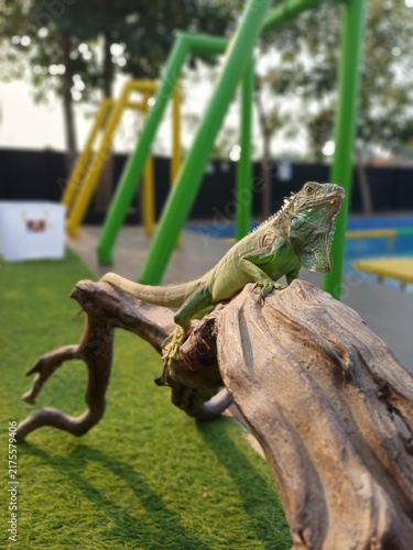 Фотография A Green Iguana Perched Gracefully on a Wooden Branch Outdoors