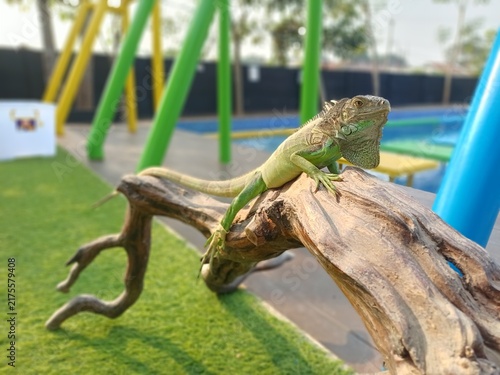 Quadro su tela A Green Iguana Perched Gracefully on a Wooden Branch Outdoors