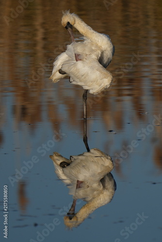 Canvastavla Black-faced Spoonbill preening on the water with its reflection