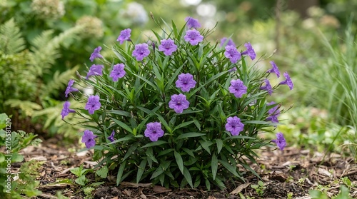 A vibrant bush of flame-dwarf mexican petunia in full bloom featuring bright purple trumpet-shaped flowers and lush green foliage in a sunny garden bed
