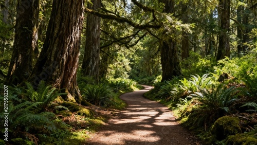 Sunlit Forest Trail Through Ancient Trees and Lush Ferns in Mossy Pacific Northwest Woodland