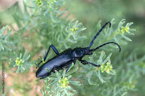 Foto Stenaspis solitaria longhorn beetle