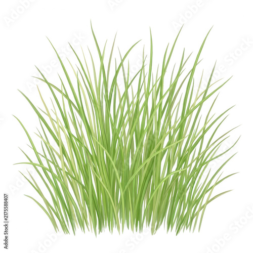 Ilustración vectorial de un manojo de hierba verde fresca y natural con hojas largas y finas, aislada sobre un fondo blanco puro, ideal para diseños de jardinería, ecología o elementos de paisaje.