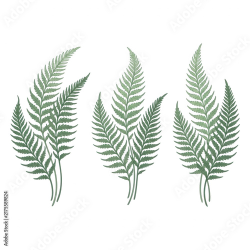Ilustración botánica de tres conjuntos de hojas de helecho en tonos verdes sobre un fondo blanco aislado, ideal para diseño gráfico y decoración.