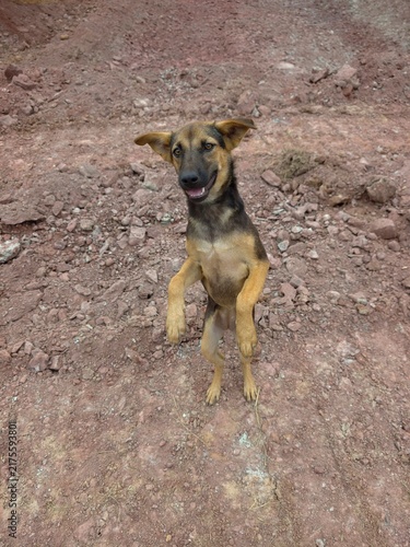Canvastavla A cute and healthy dog.