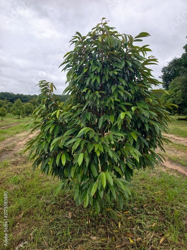 Durian production in the farmer's garden.