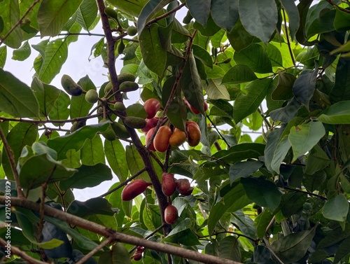 Uvaria rufa Blume is a native wild fruit that is rarely found.