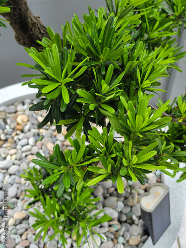 Quadro su tela Podocarpus polystachyus is a medium-sized evergreen tree, planted as an ornamental tree in potted gardens and along fences
