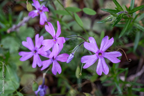 Close-Up of Purple Phlox Flowers
