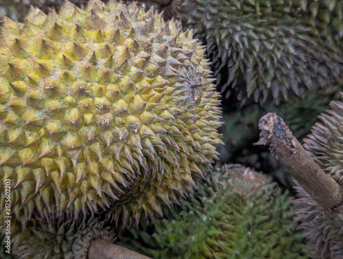 Фотография A close up macro texture of sharp green durian thorns.