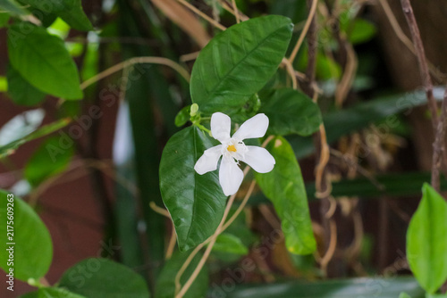 Konstfotografi Delicate white star-shaped flower blooming amidst lush green foliage