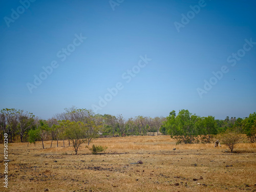 Wide Dry Grassland Field with Scattered Trees under Clear Blue Sky