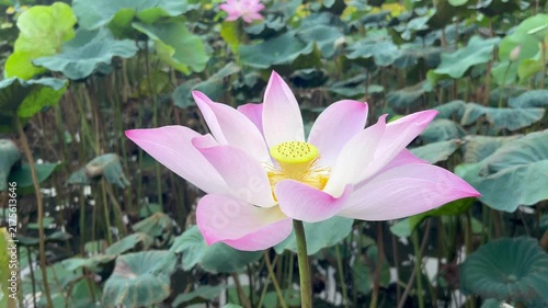 Lotus flower blooms in a garden surrounded by green leaves and water