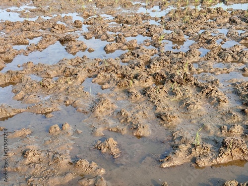 Close up photography of wet muddy paddy field soil with water puddles. Natural agricultural ground texture background for farming concept, environmental design, and organic 3D material.
