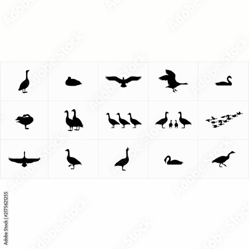 silhouettes of birds