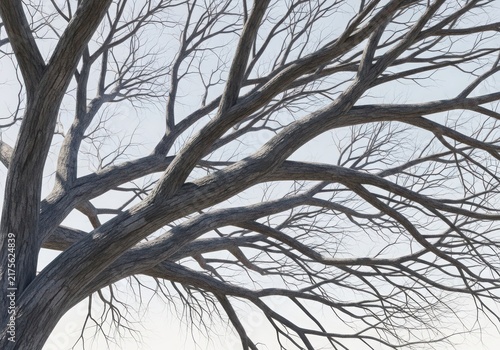 Bare tree branches with textured grey bark, reaching out against a pale, overcast sky during winter or early spring season