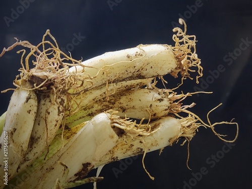 close up of the roots of a freshly harvested scallion with clinging soil residue, set against a black background