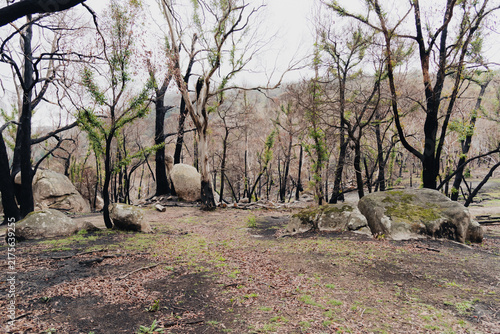 landscape showing regeneration of nature after a fire