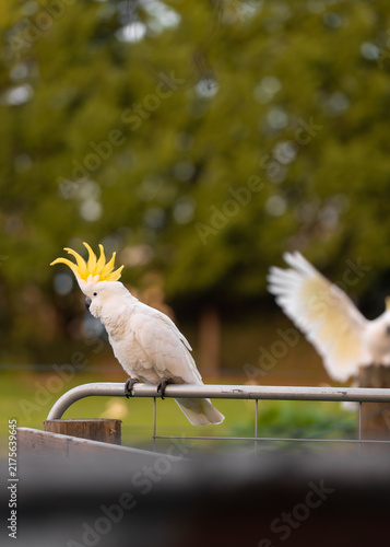 Sulphur crested cockatoo displaying yellow crest on Australian farm gate